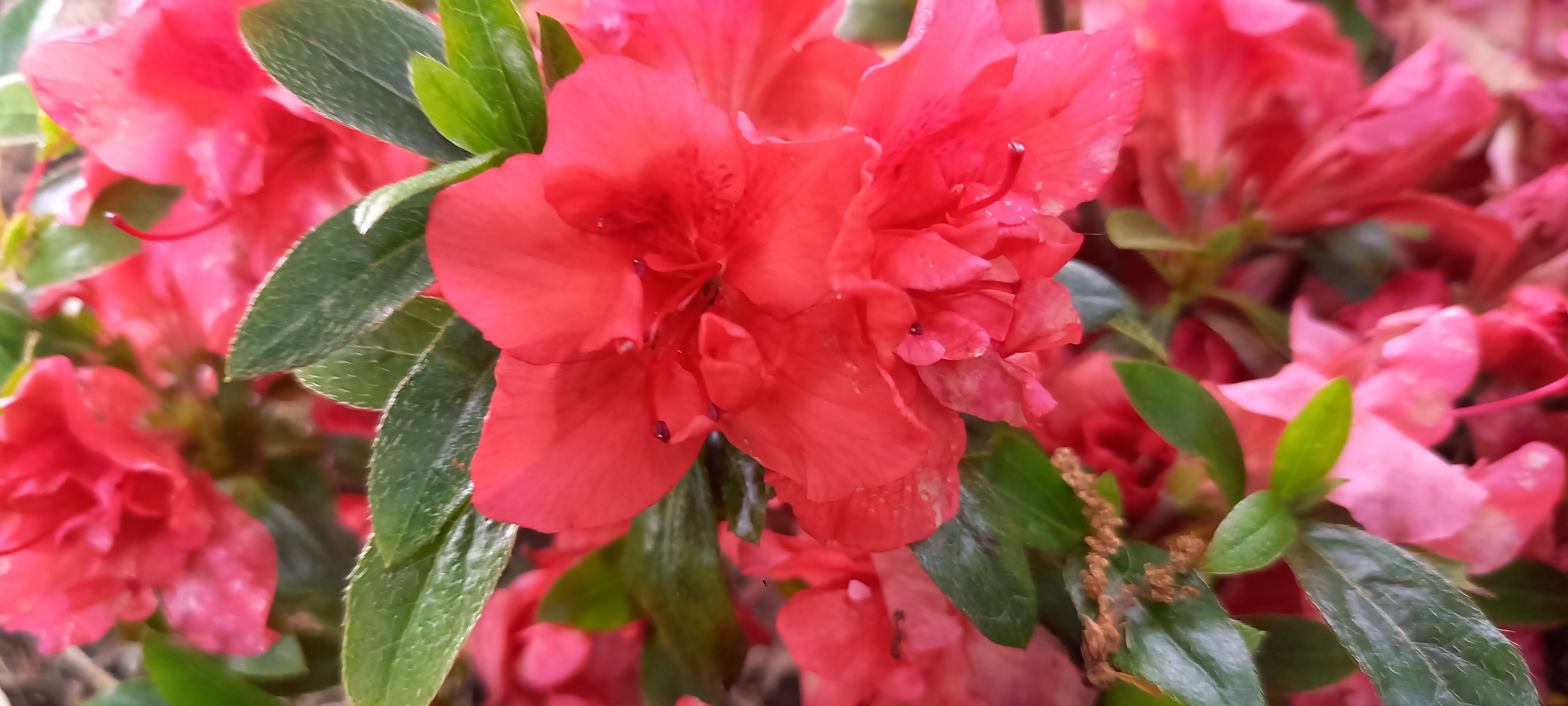 Rhododendron japonica 'Maria Derby'