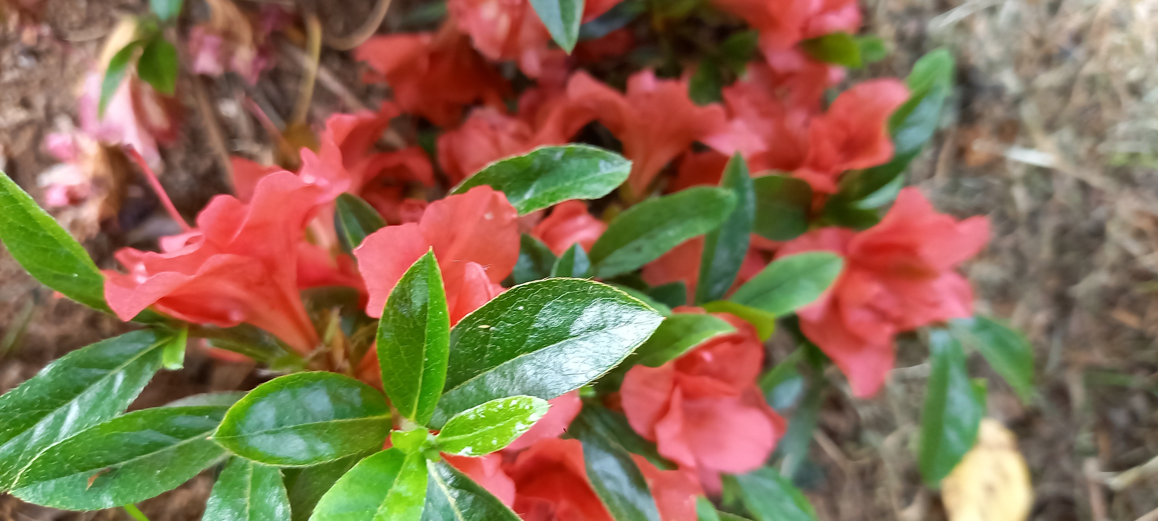 Rhododendron japonica 'Maria Derby'