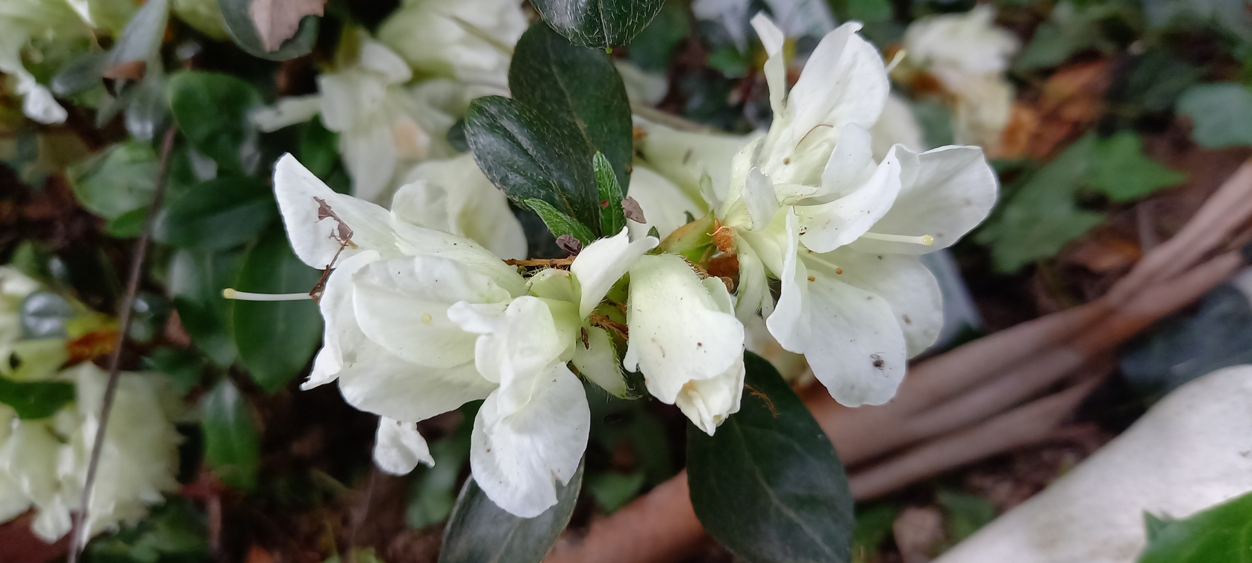 Rhododendron japonica 'Olga Niblett'