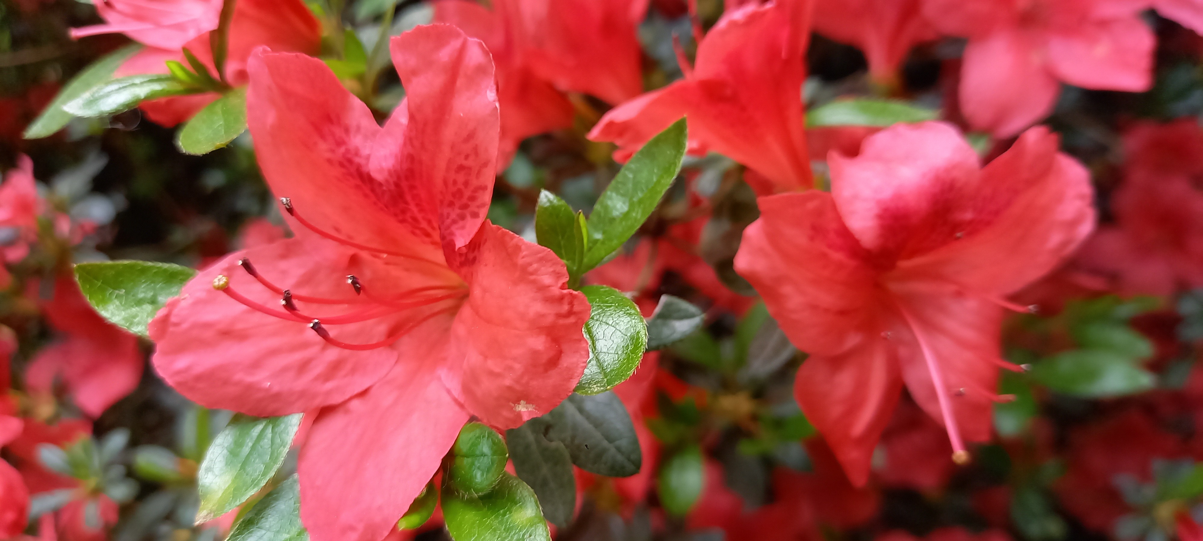 Rhododendron japonica 'Orange Beauty'