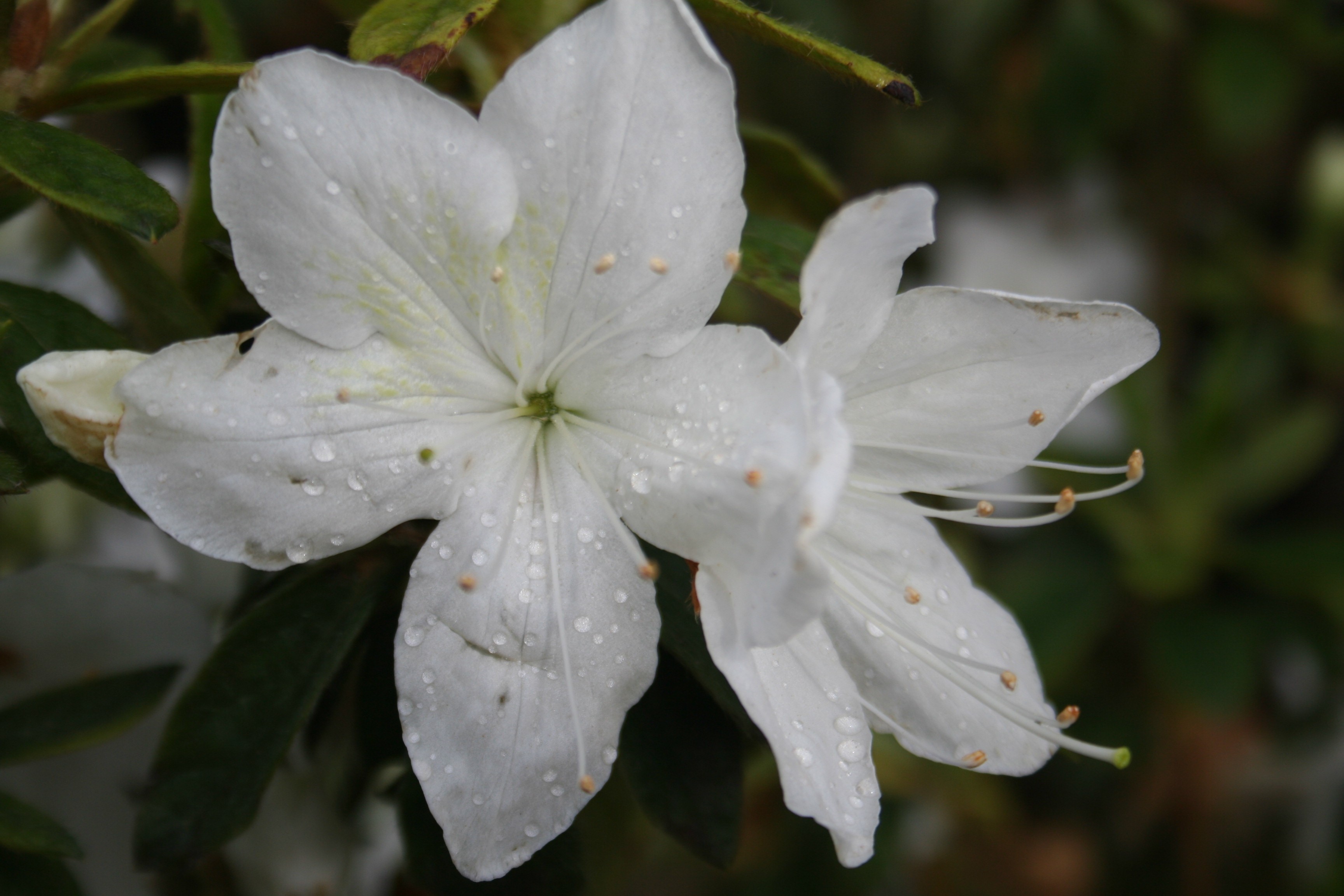 Rhododendron japonica 'Palestrina'