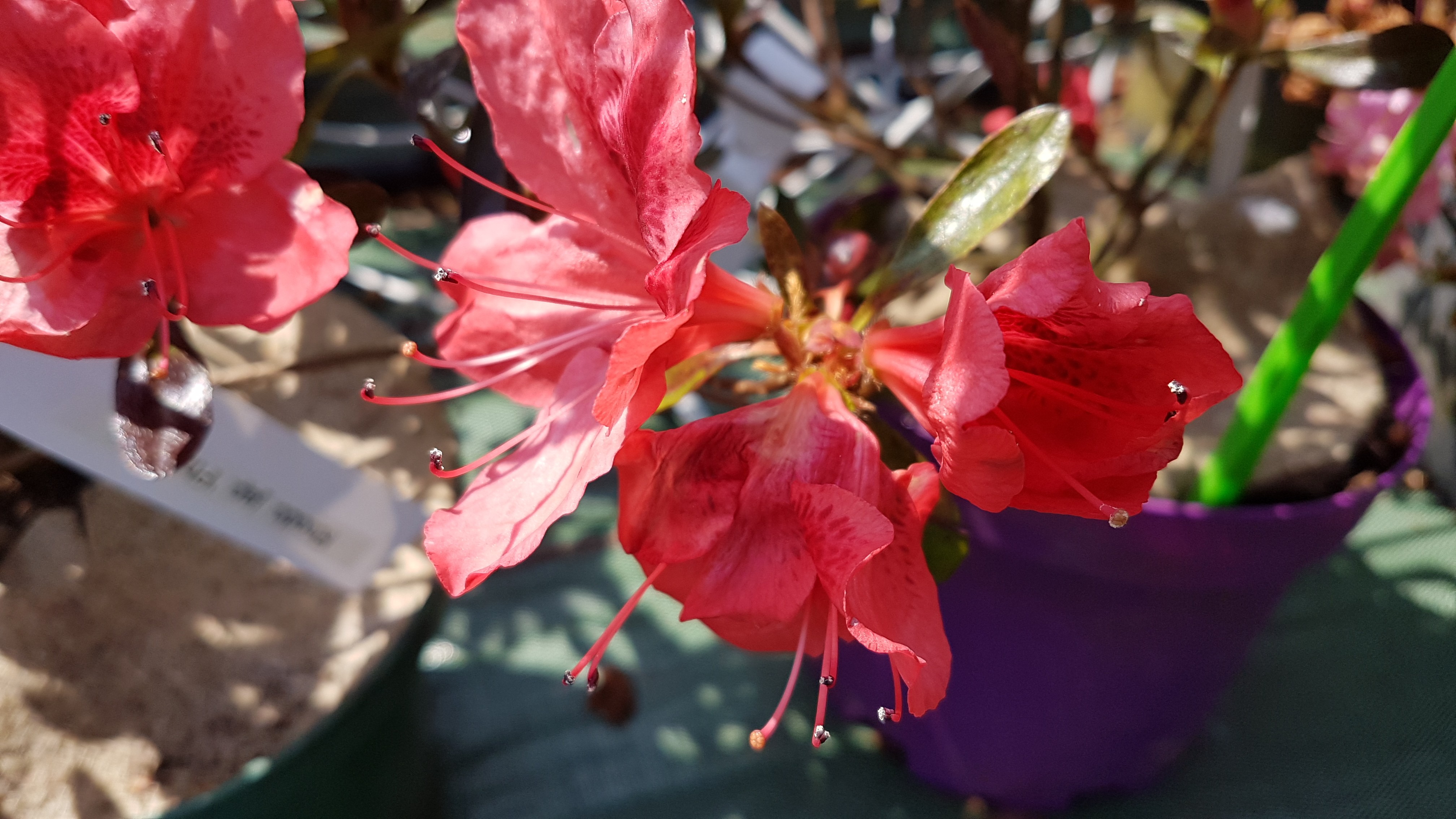 Rhododendron japonica 'Philinte'