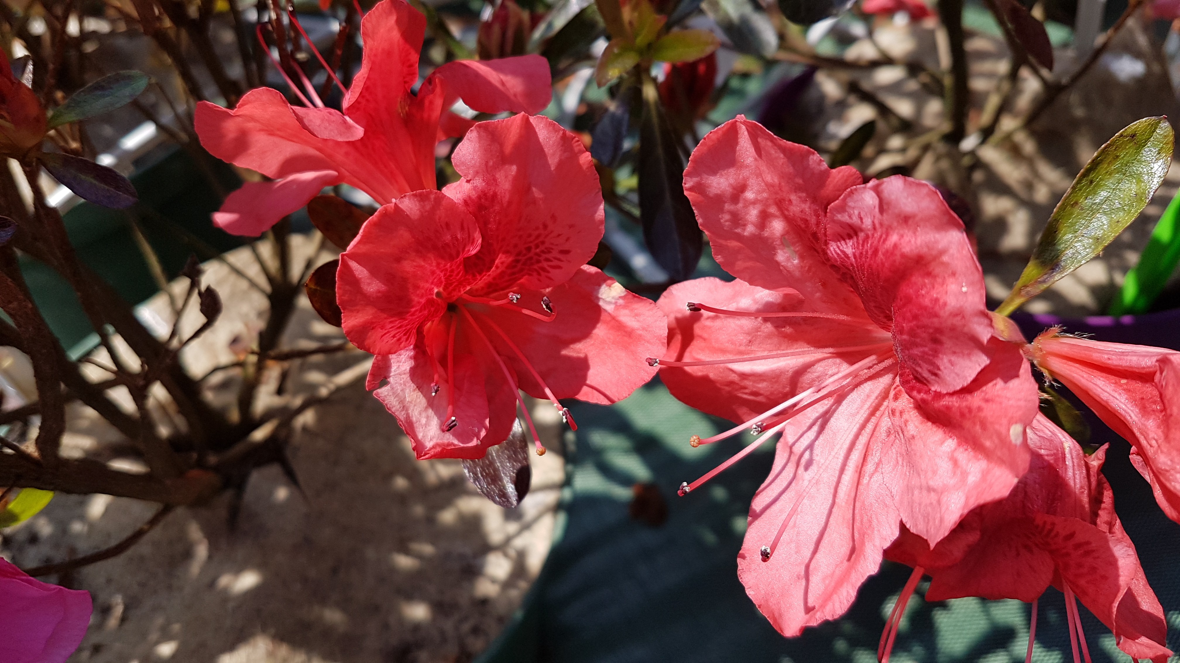 Rhododendron japonica 'Philinte'