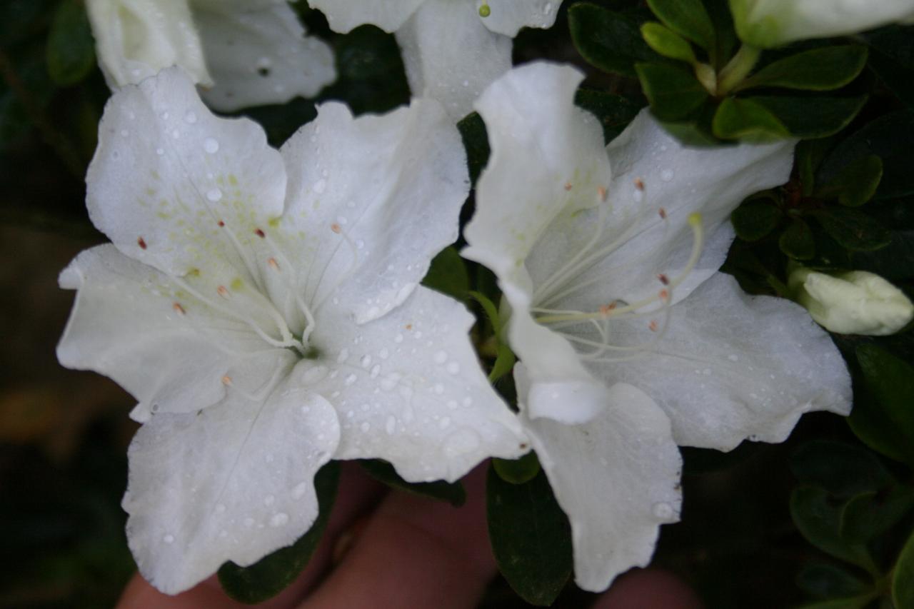 Rhododendron japonica 'Pleasant White'