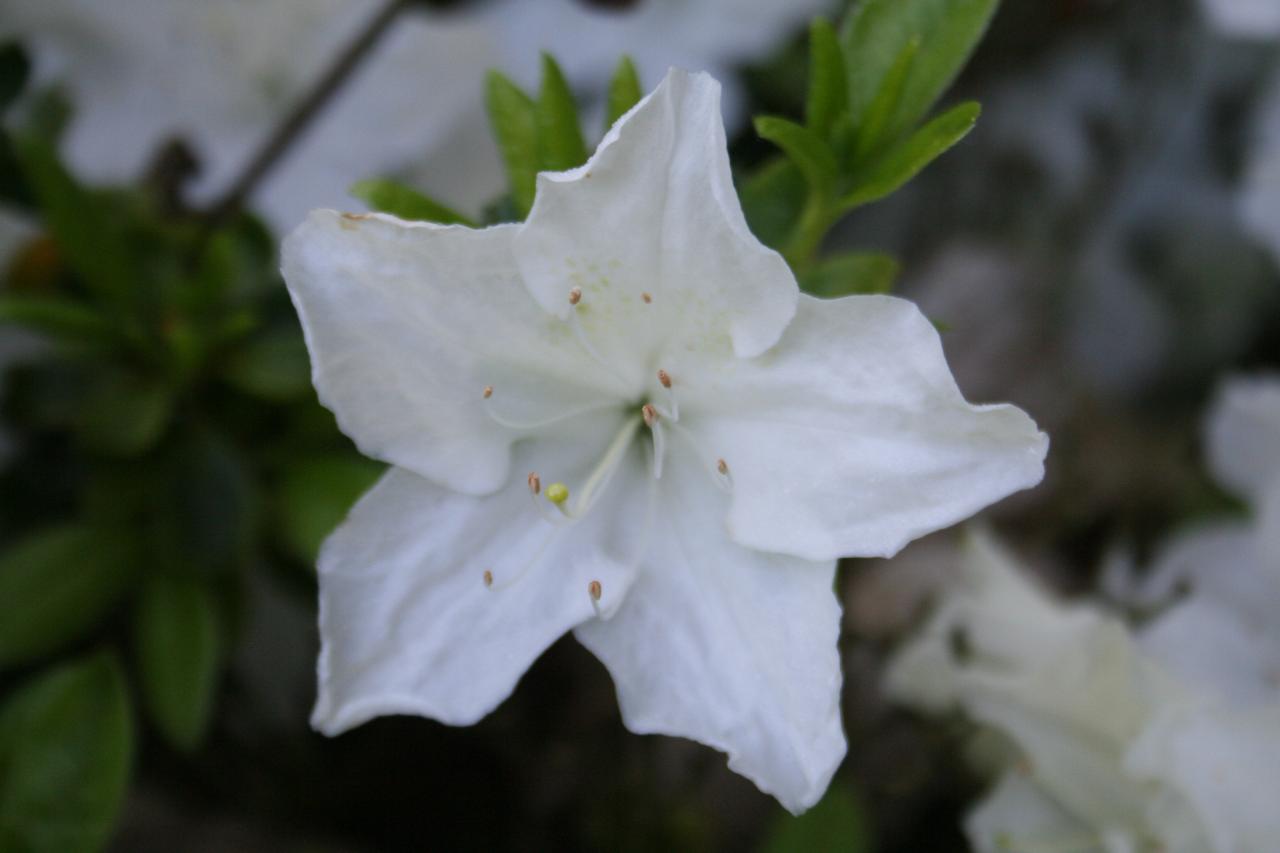 Rhododendron japonica 'Pleasant White'