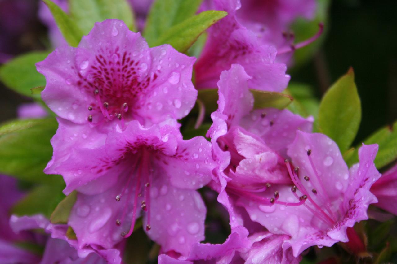 Rhododendron japonica 'Purple Splendor'-3-
