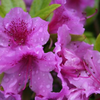 Rhododendron japonica 'Purple Splendor'-3-