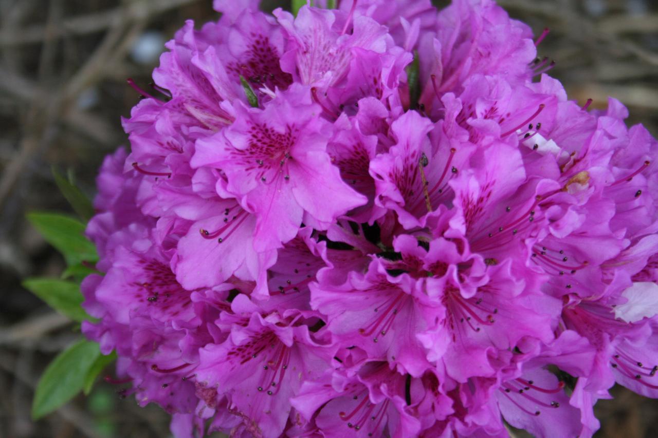 Rhododendron japonica 'Purple Splendor'