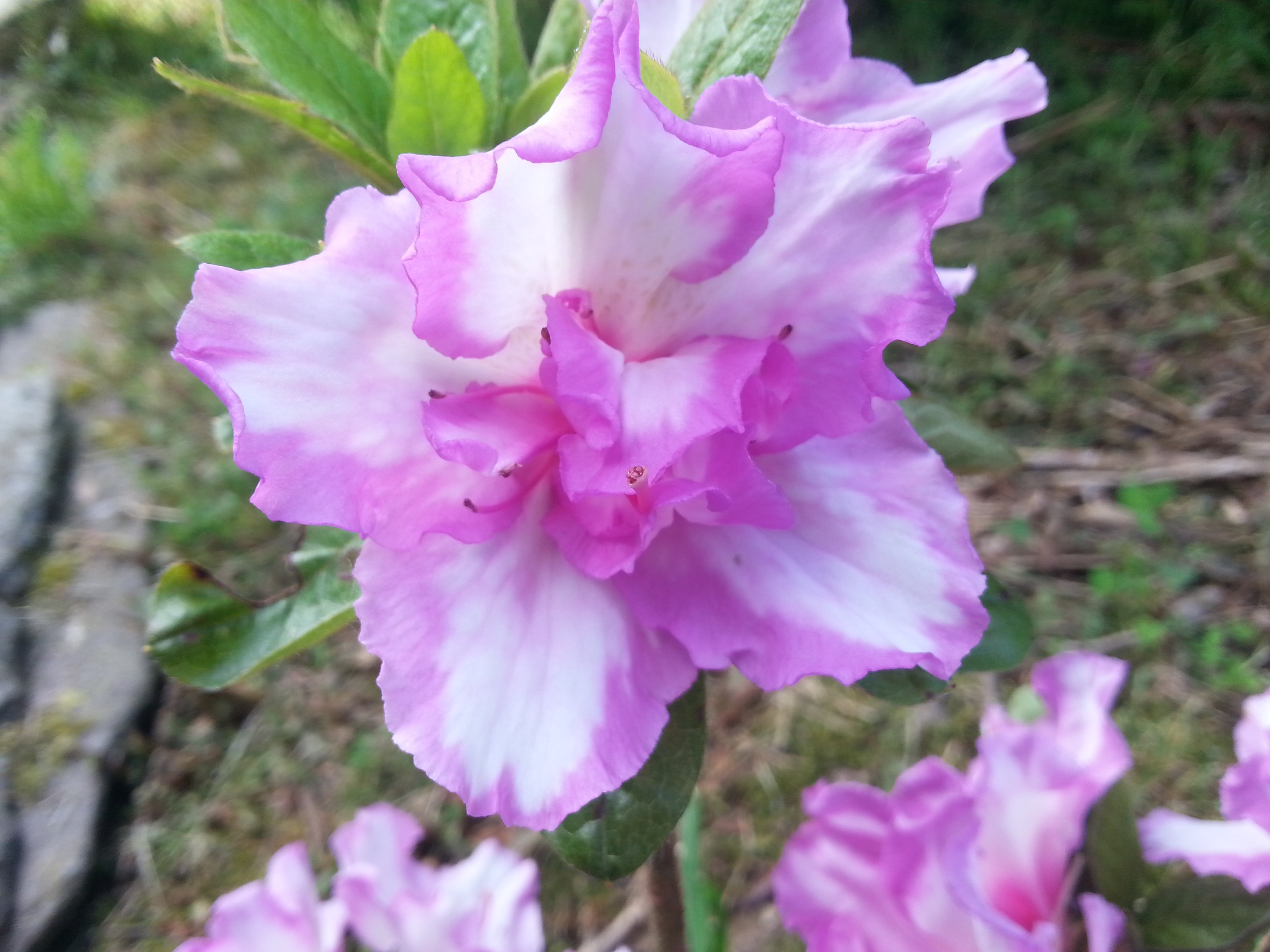 Rhododendron japonica 'Rosa Belton'