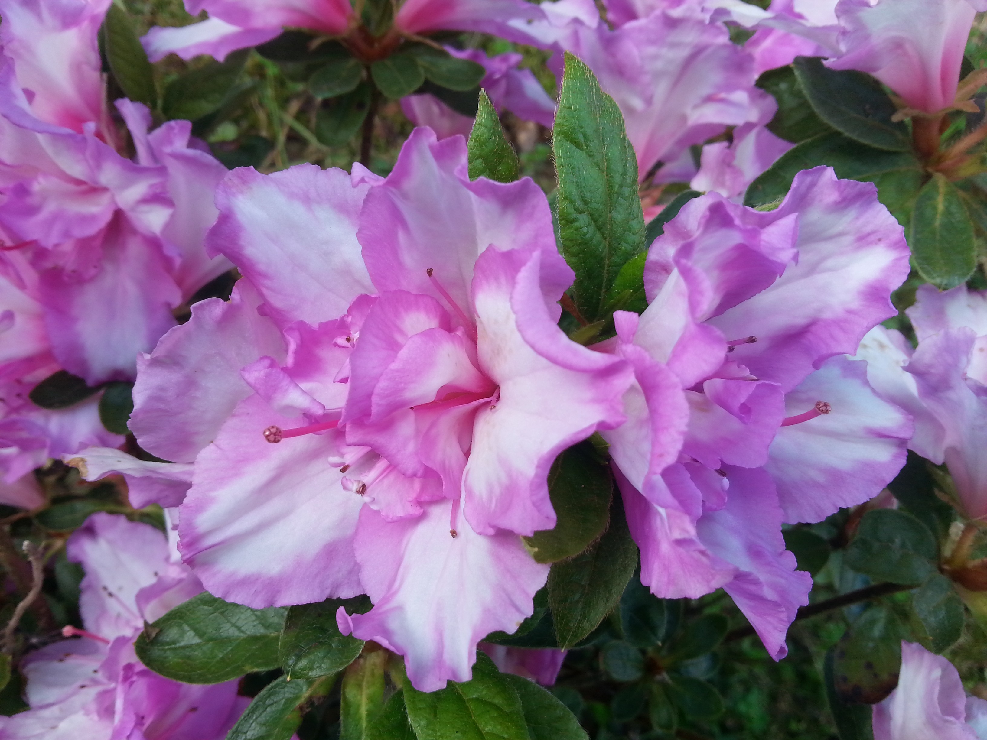 Rhododendron japonica 'Rosa Belton'