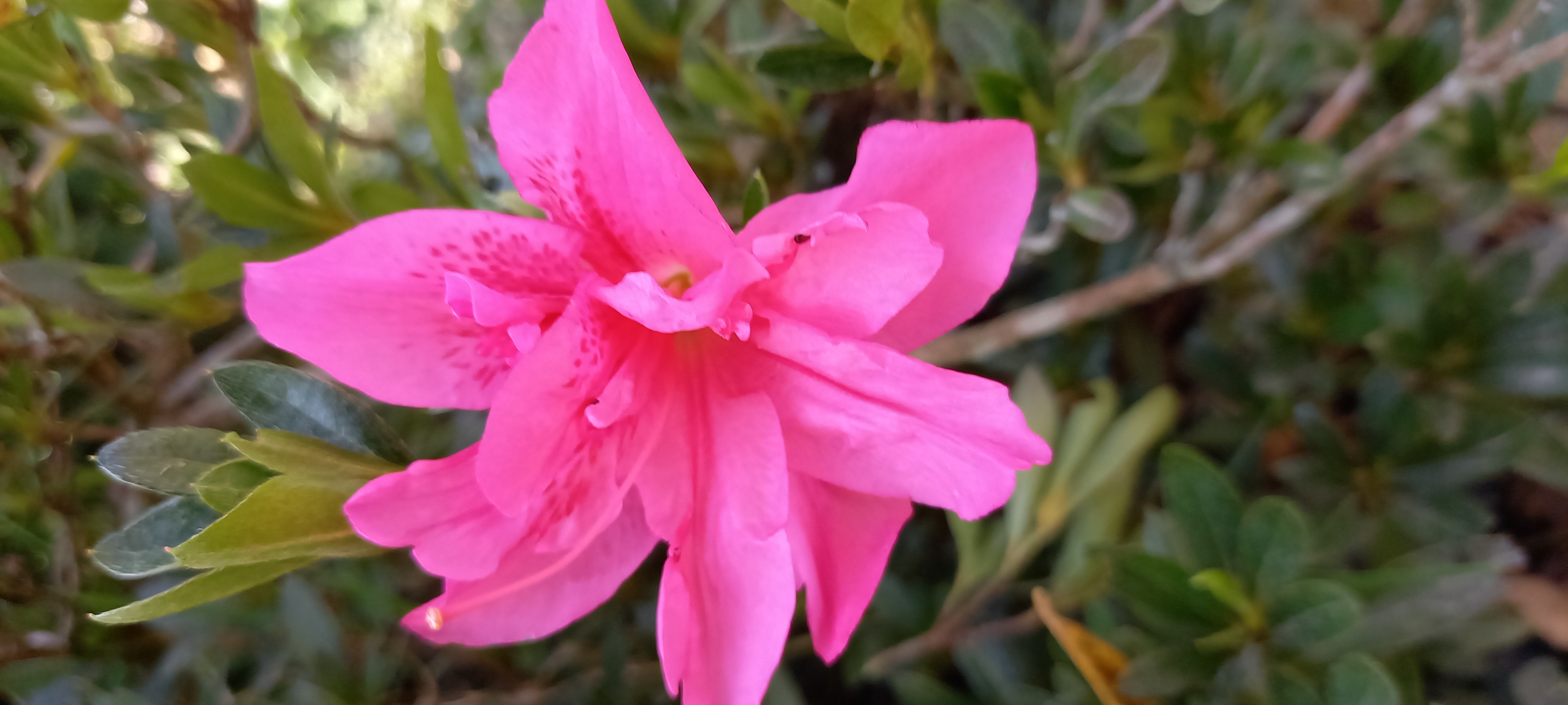 Rhododendron japonica 'Rose King' 2