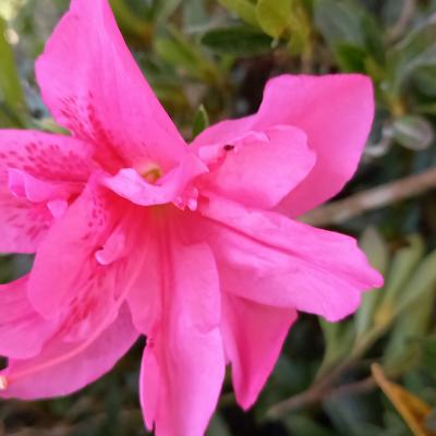 Rhododendron japonica 'Rose King' 2