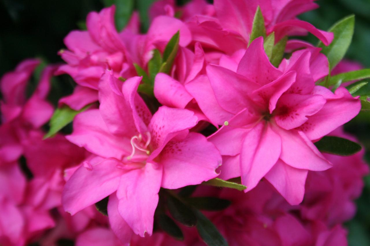 Rhododendron japonica 'Rose King'-3-