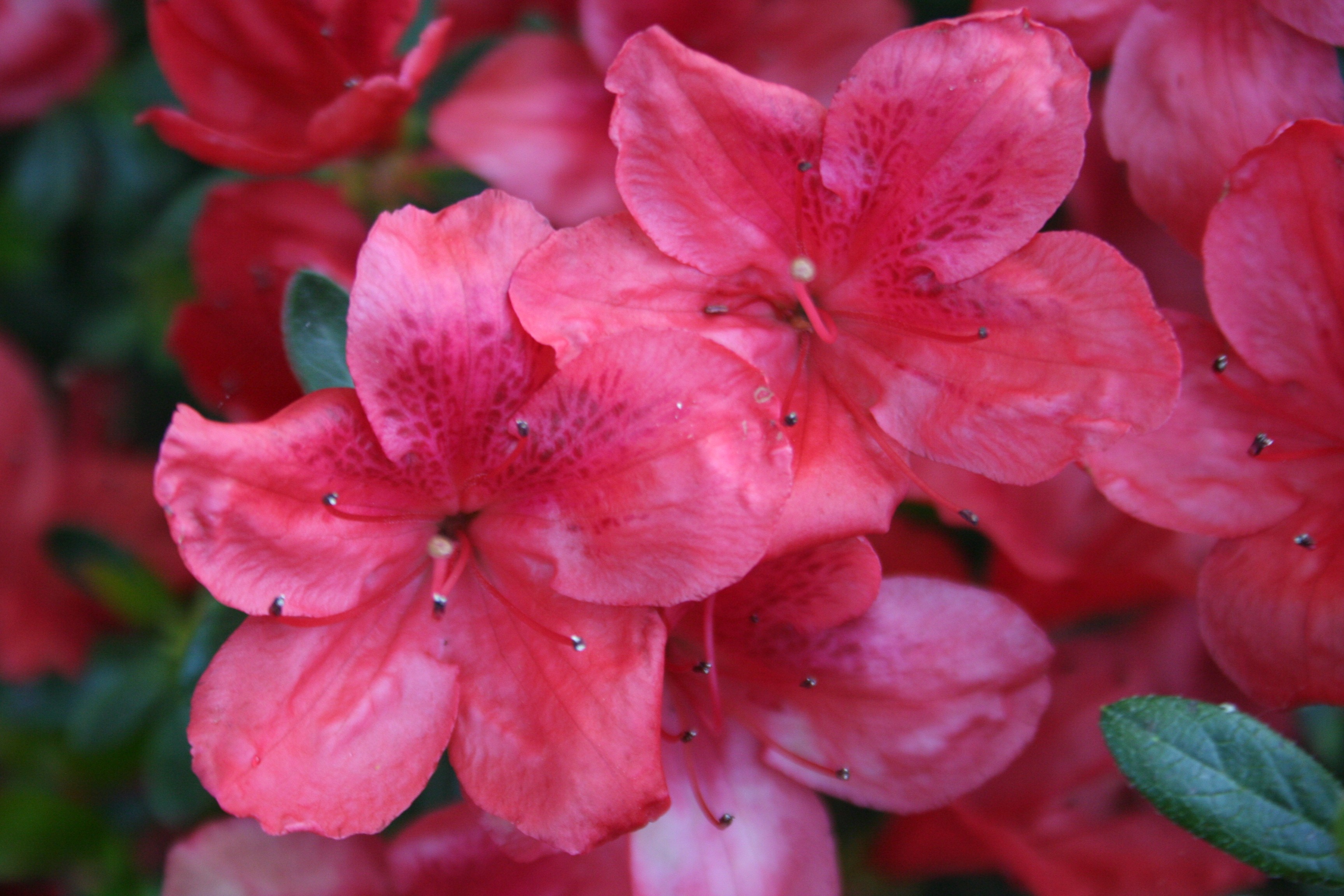 Rhododendron japonica 'Sakata Red'