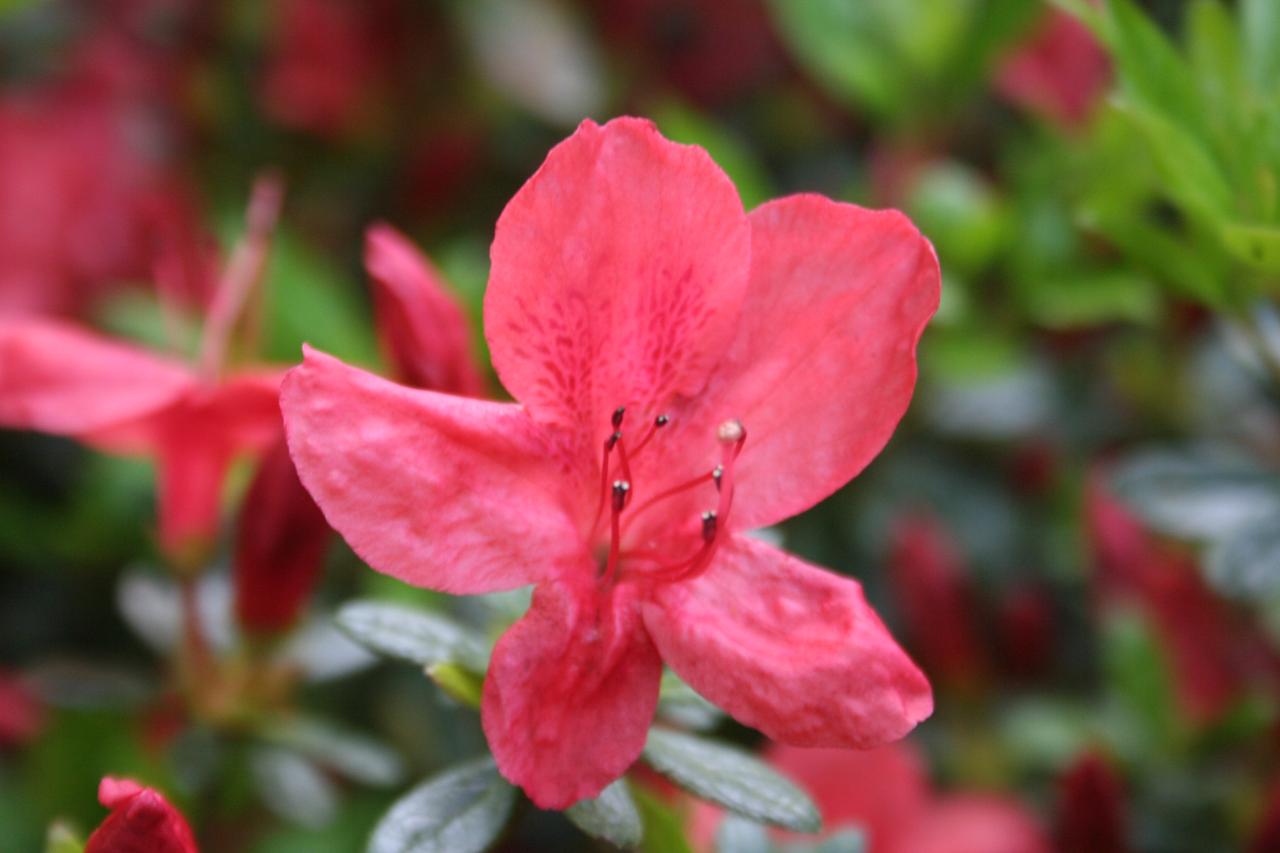 Rhododendron japonica 'Sakata Red'-5-