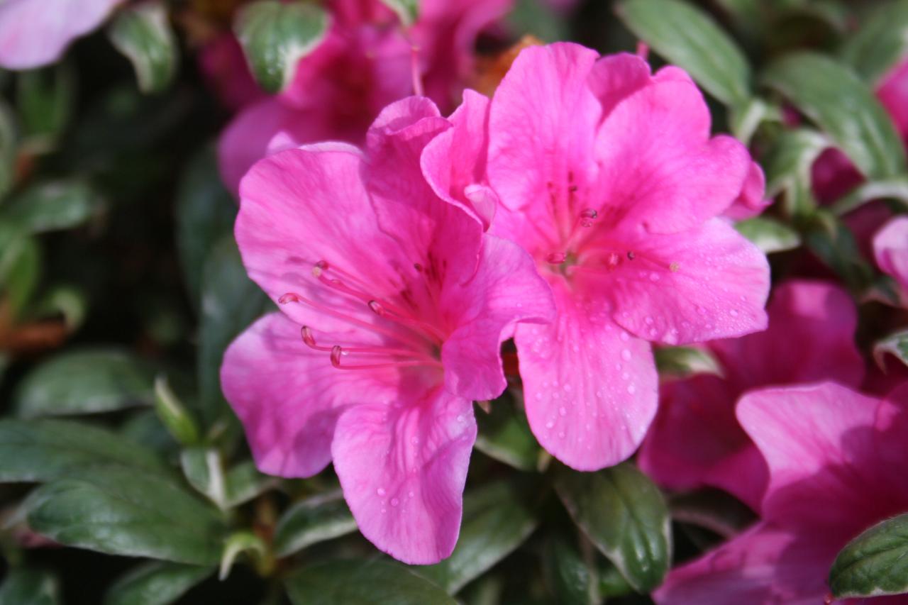 Rhododendron japonica 'Salmon's Leap'