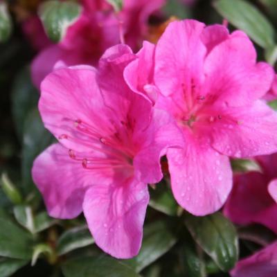 Rhododendron japonica 'Salmon's Leap'