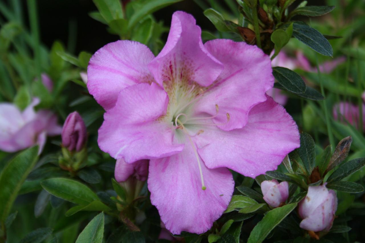 Rhododendron japonica 'Shiho'