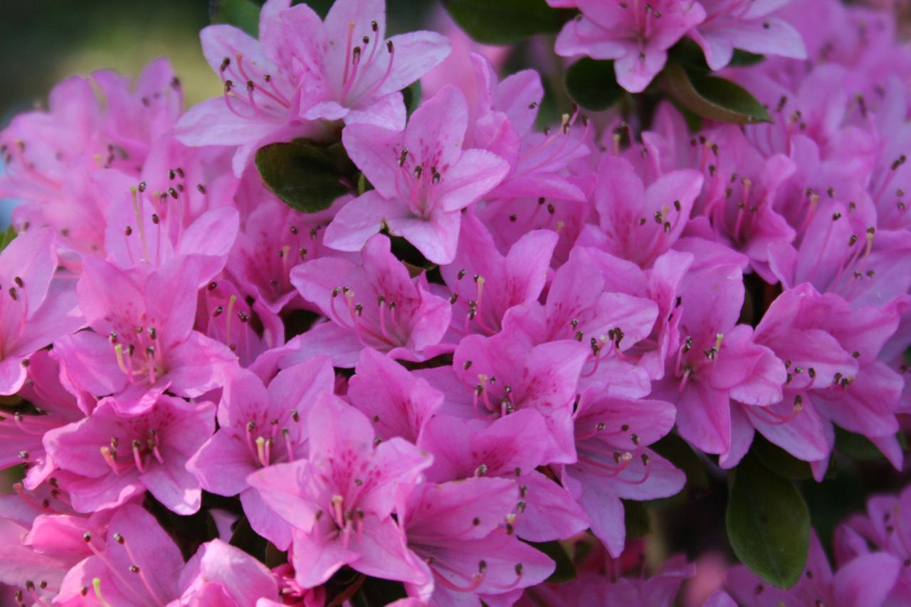 Rhododendron japonica 'Sweet Briar'-2-
