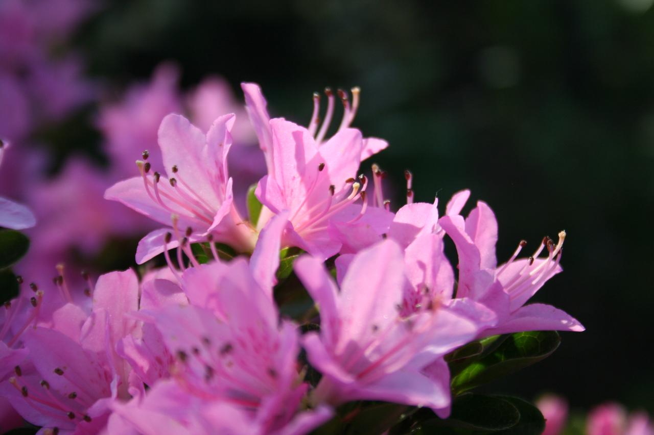 Rhododendron japonica 'Sweet Briar'