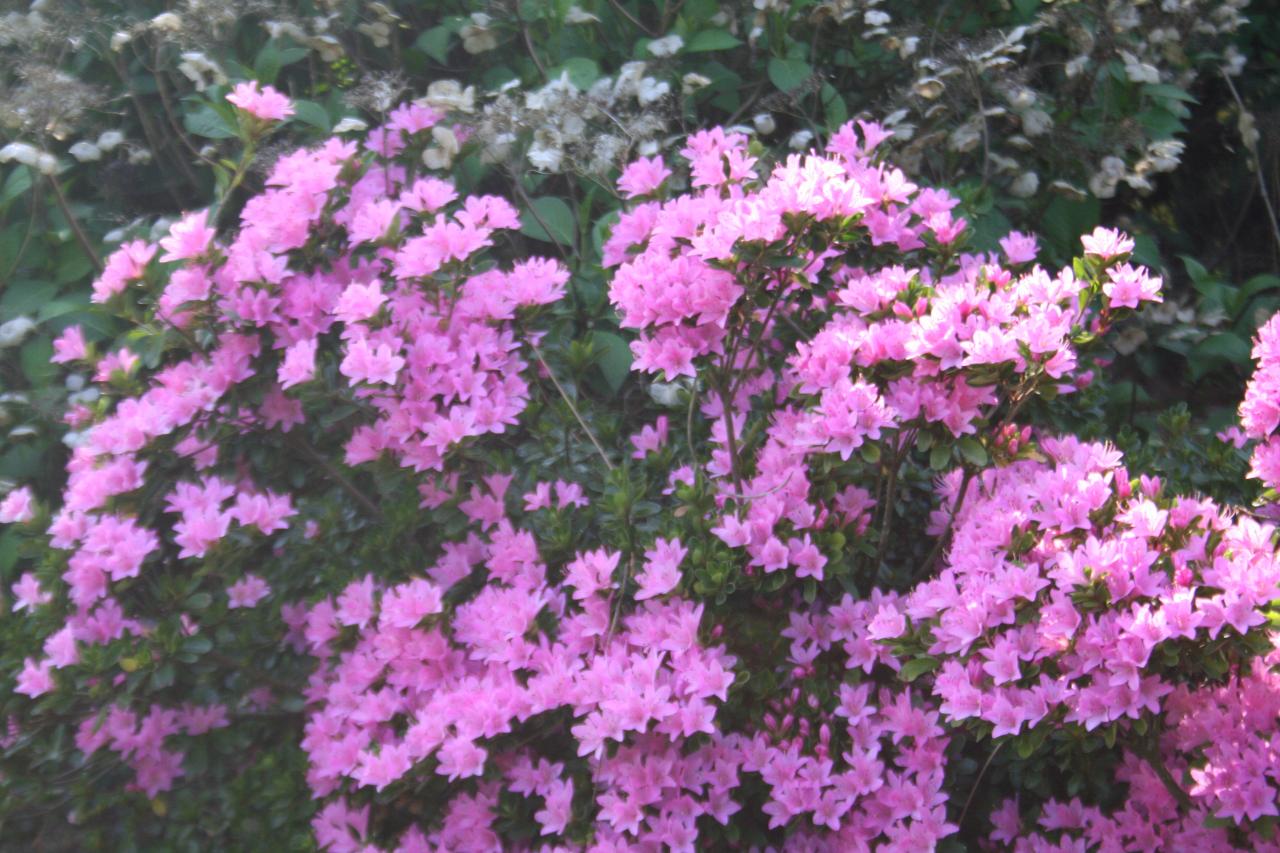 Rhododendron japonica 'Sweet Briar'