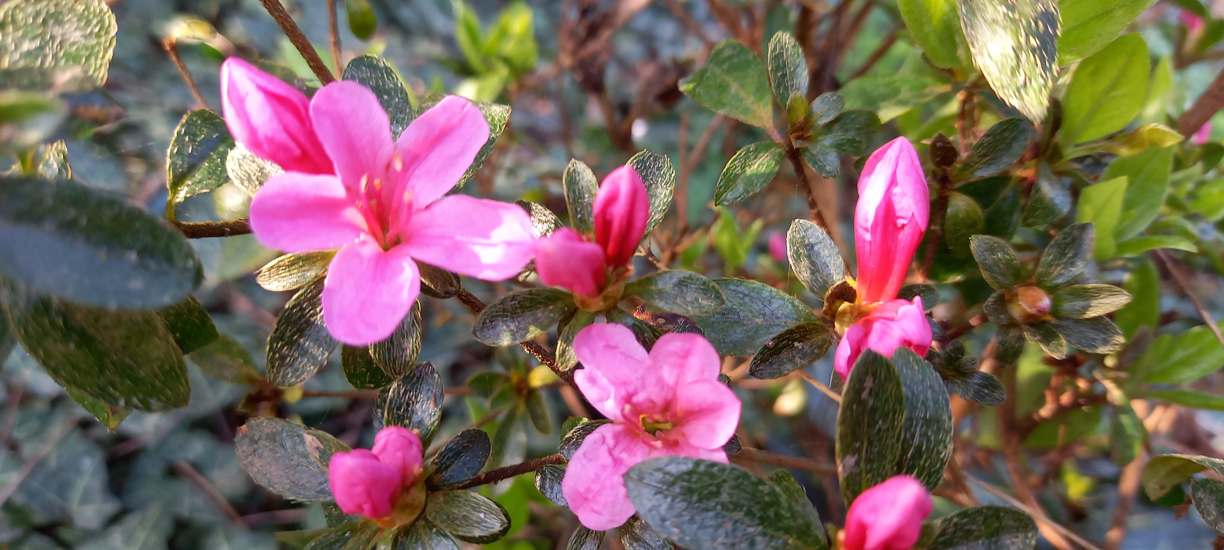 Rhododendron japonica 'Sylvester'