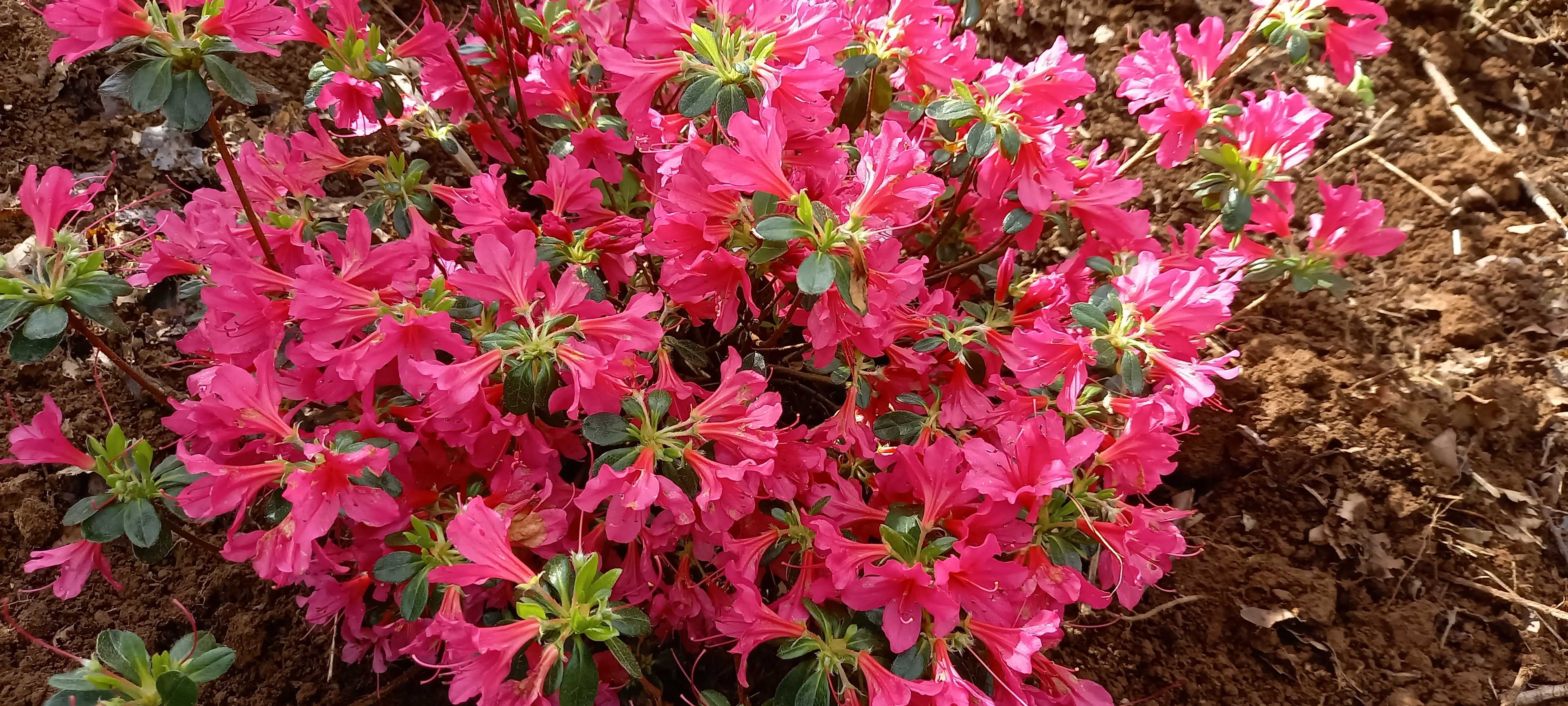 Rhododendron japonica 'Thierry'