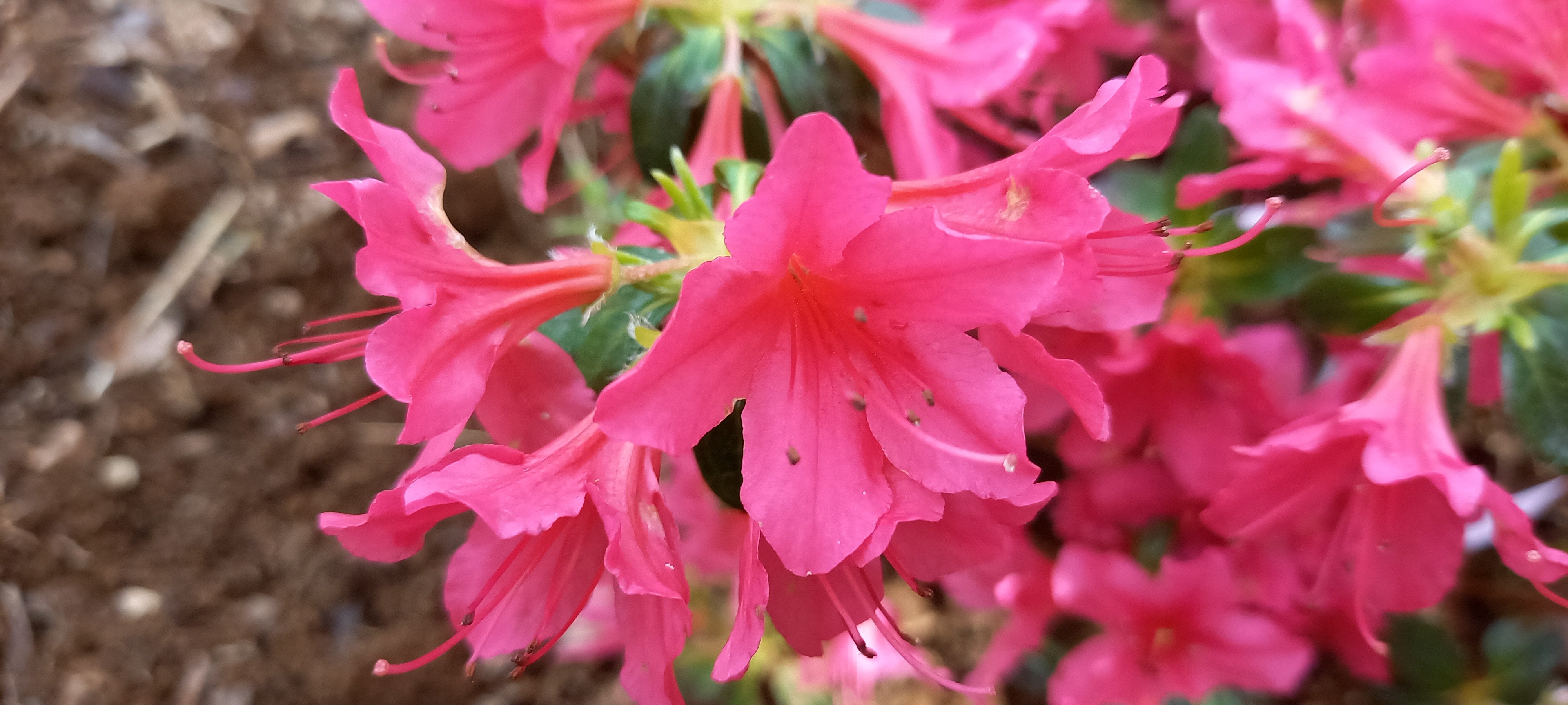 Rhododendron japonica 'Thierry'