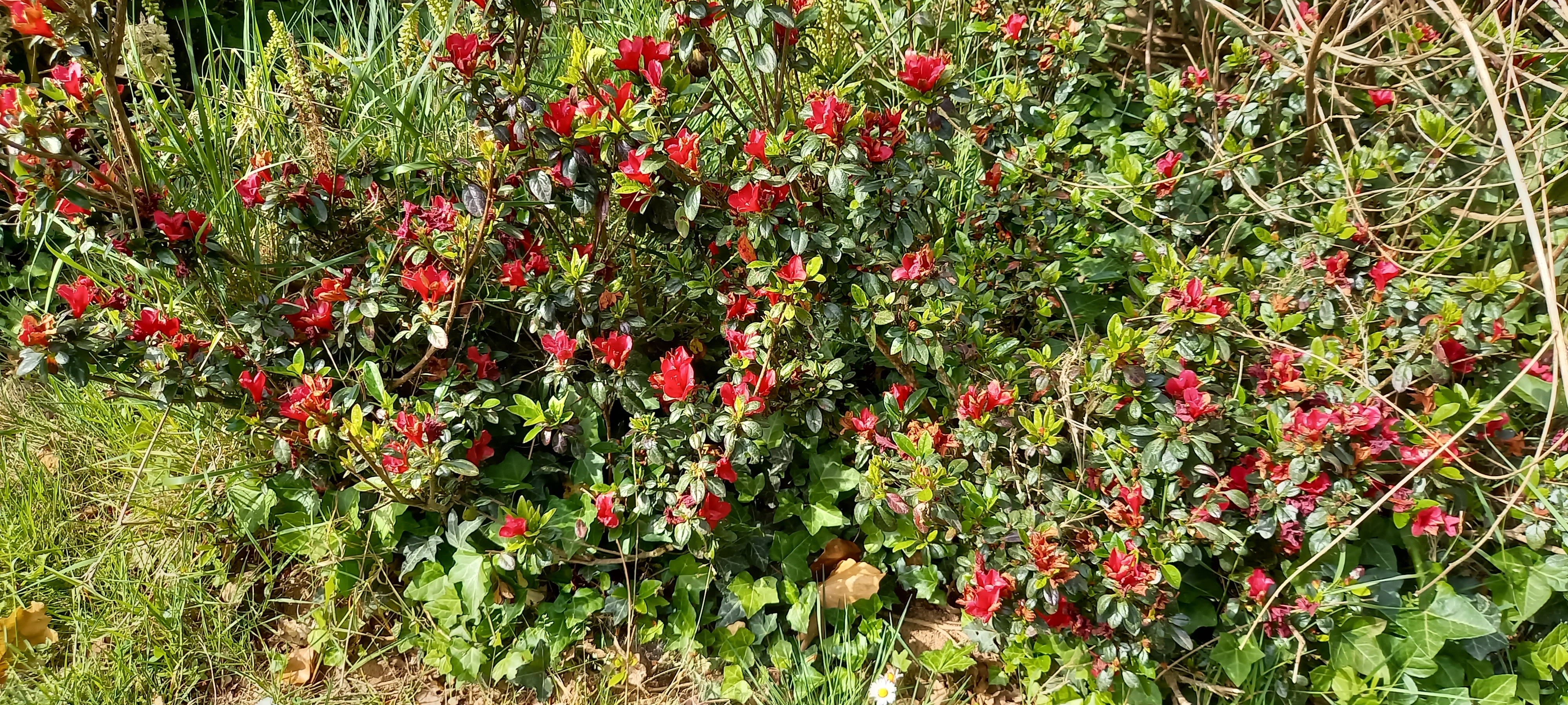 Rhododendron japonica 'Ward's Ruby'