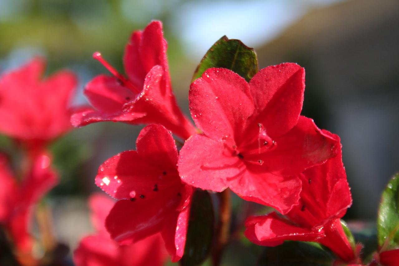 Rhododendron japonica 'Ward's Ruby'-5-