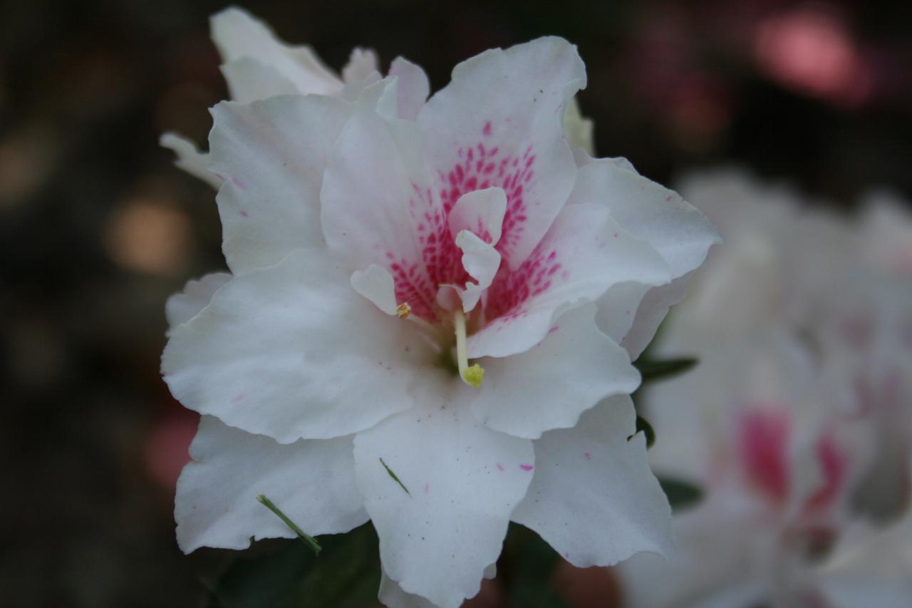 Rhododendron japonica 'White Prince'