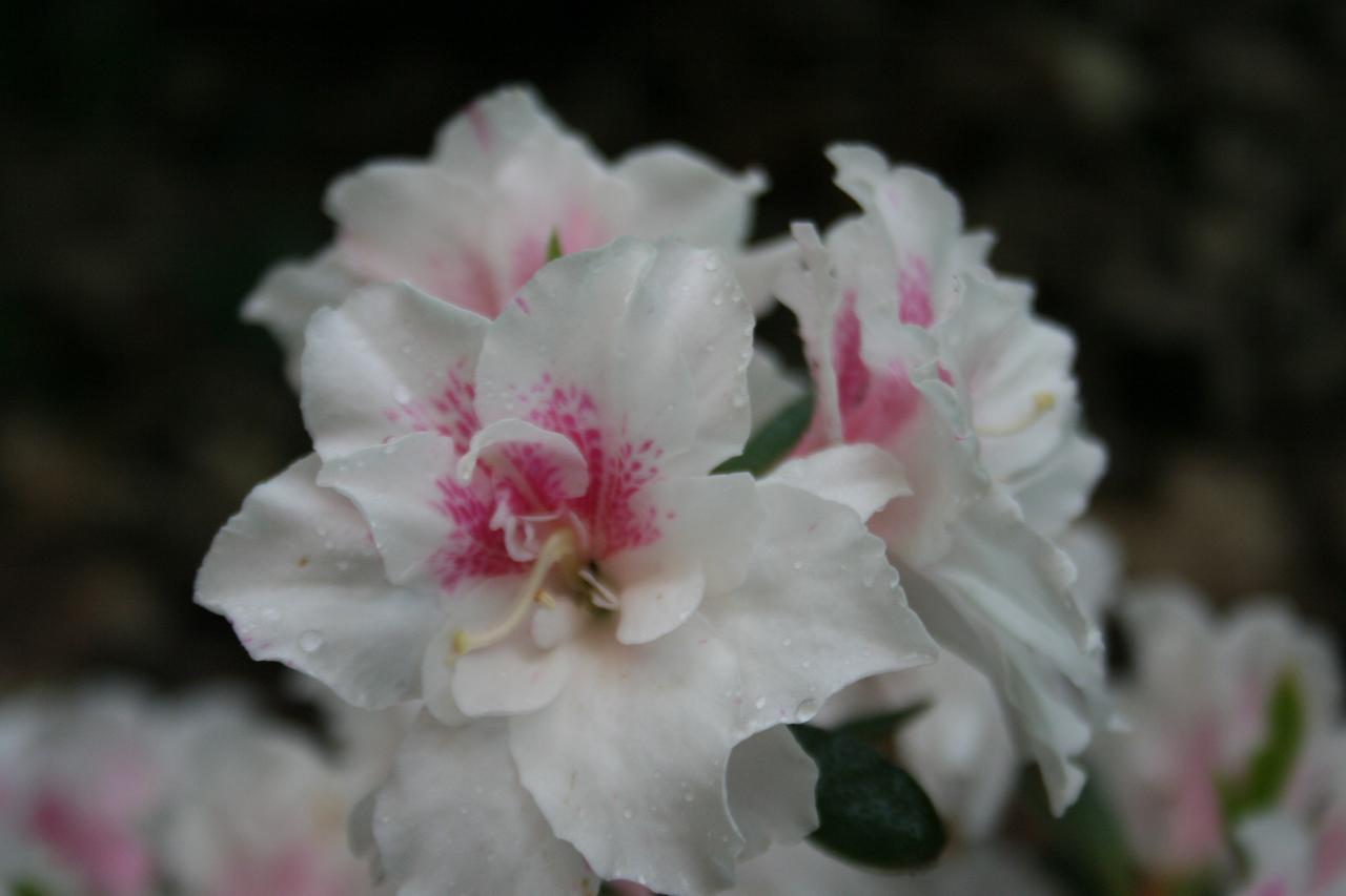 Rhododendron japonica 'White Prince'