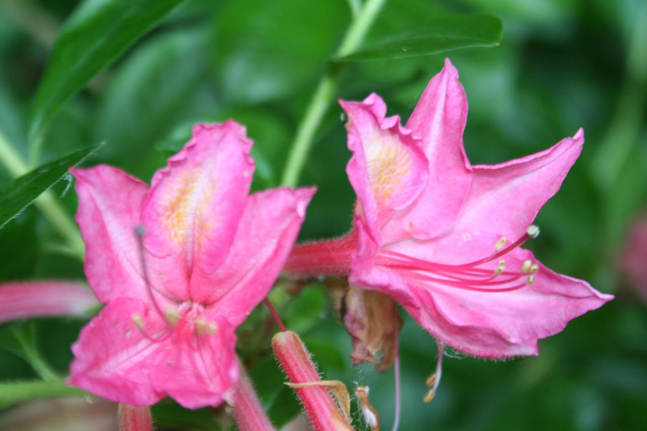 Rhododendron 'Jolie Madame'