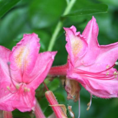 Rhododendron 'Jolie Madame'