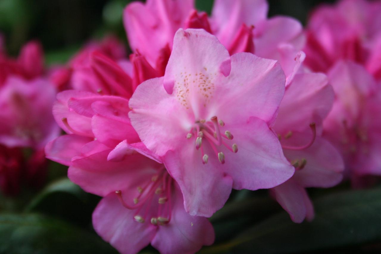 Rhododendron 'Kalinka'-2-