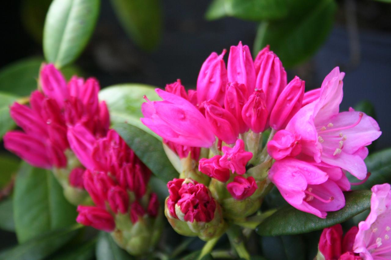 Rhododendron 'Kalinka'