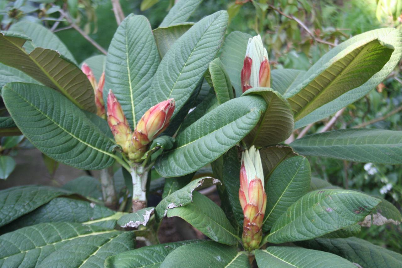 Rhododendron kesangiae ssp. kesangiae