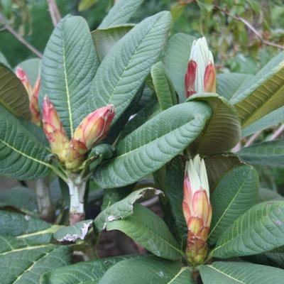 Rhododendron kesangiae ssp. kesangiae