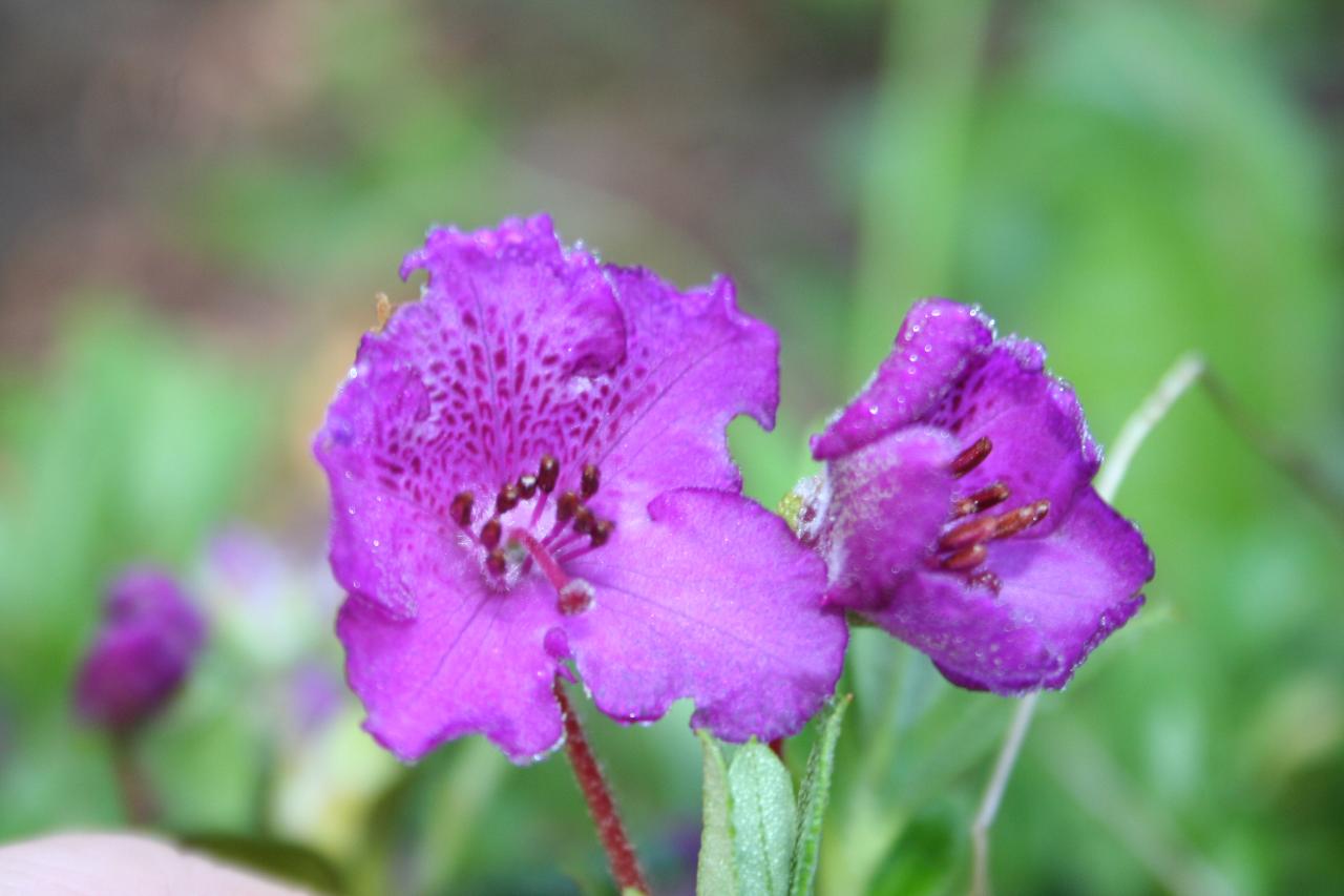 Rhododendron lepidotum clône 'Reuthe's Purple'-3-