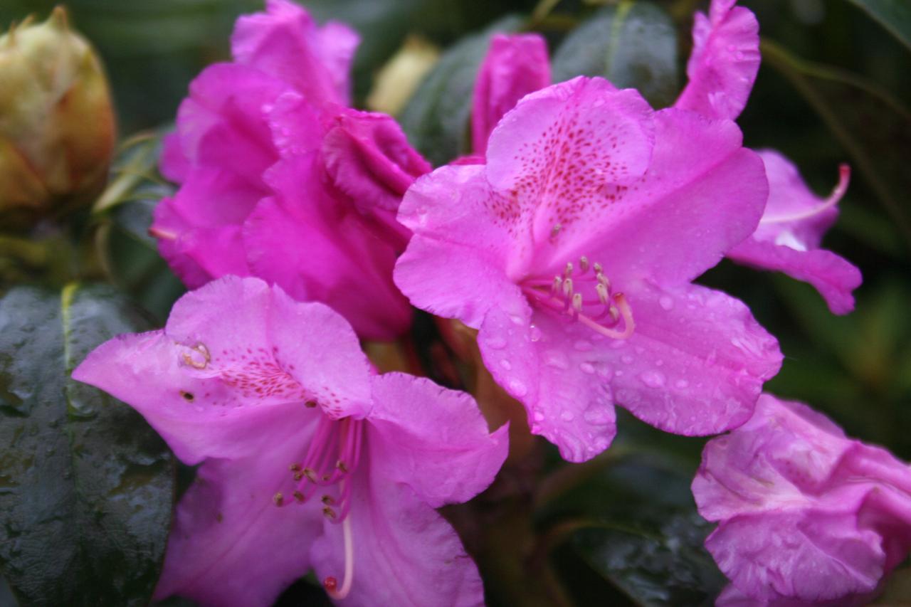 Rhododendron 'Lila'-10-