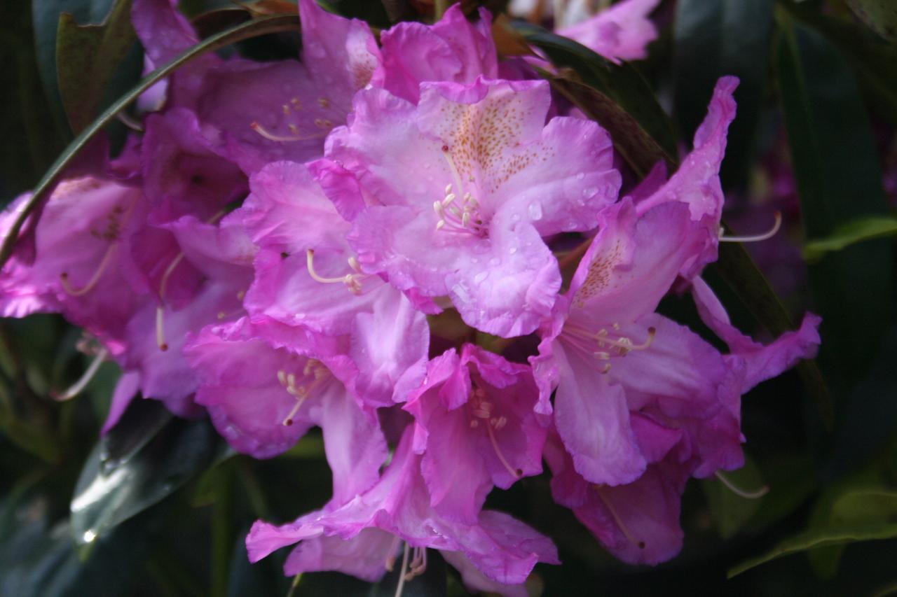 Rhododendron 'Lila'