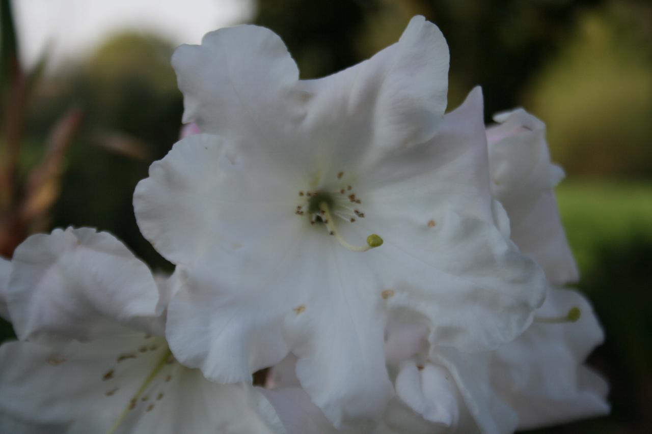 Rhododendron loderi 'King Georges'-6-