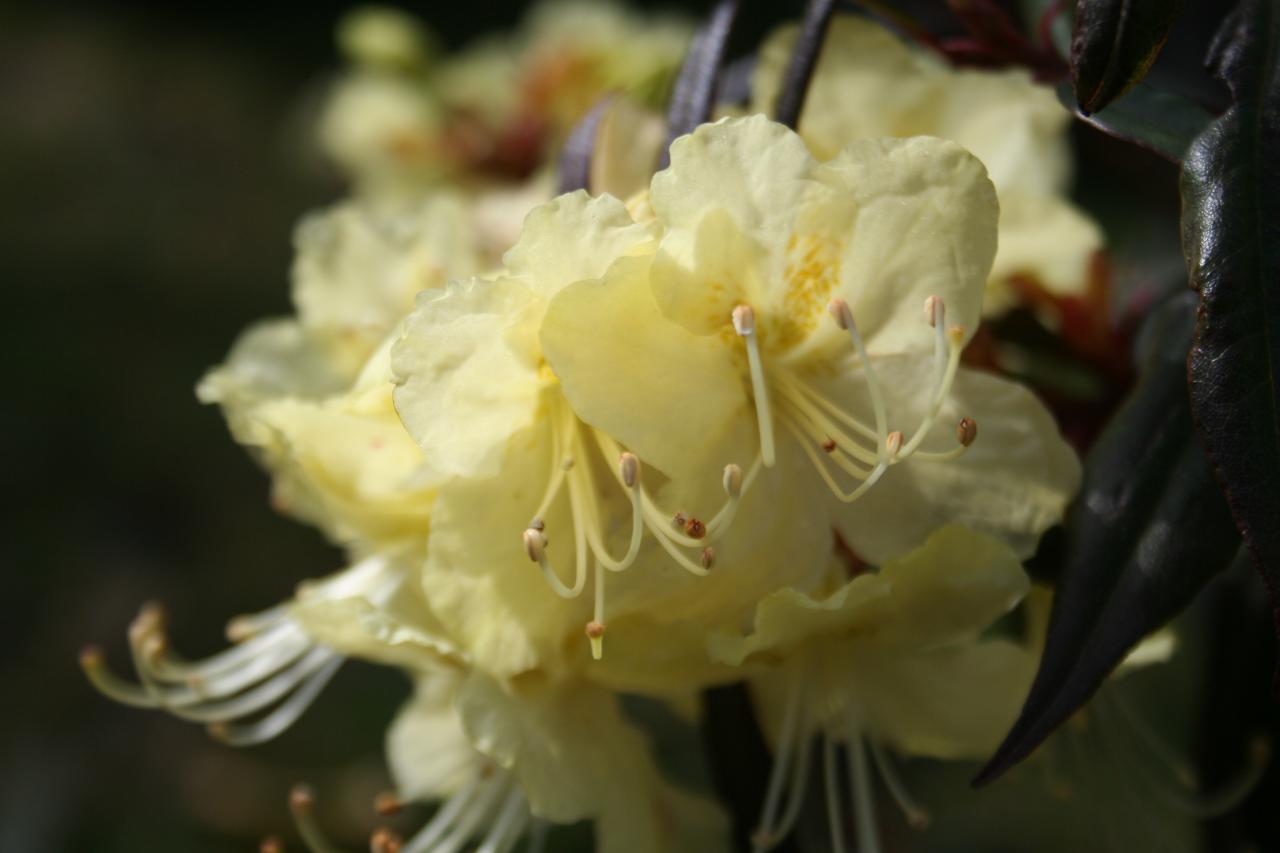 Rhododendron lutescens-2-