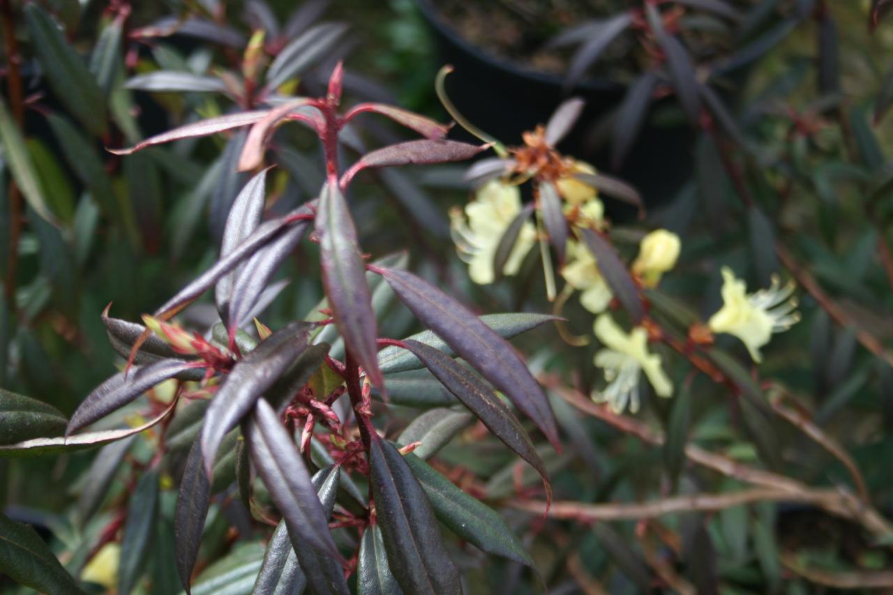 Rhododendron lutescens-3-