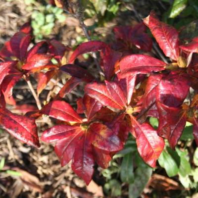 Rhododendron luteum