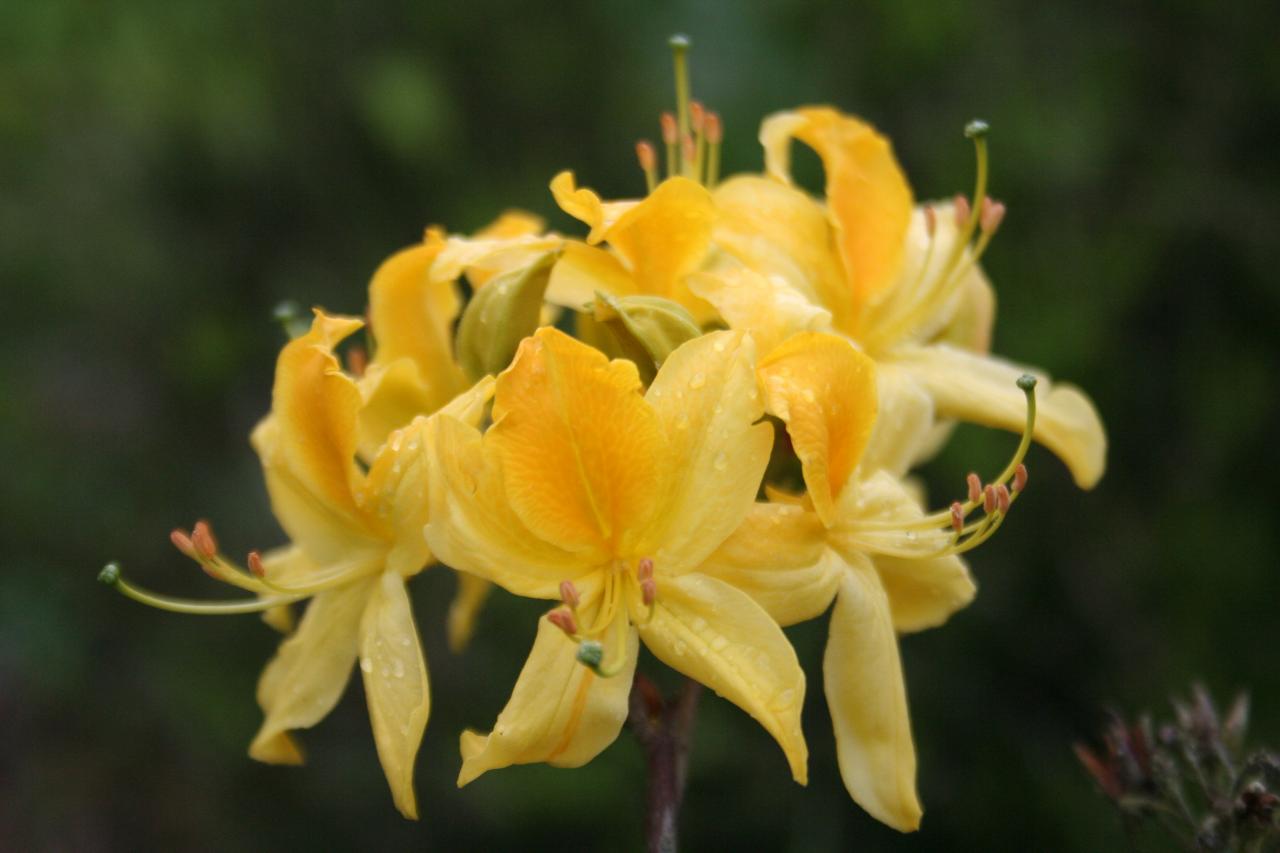 Rhododendron luteum-4-