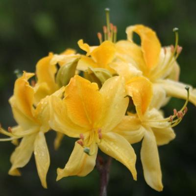 Rhododendron luteum-4-