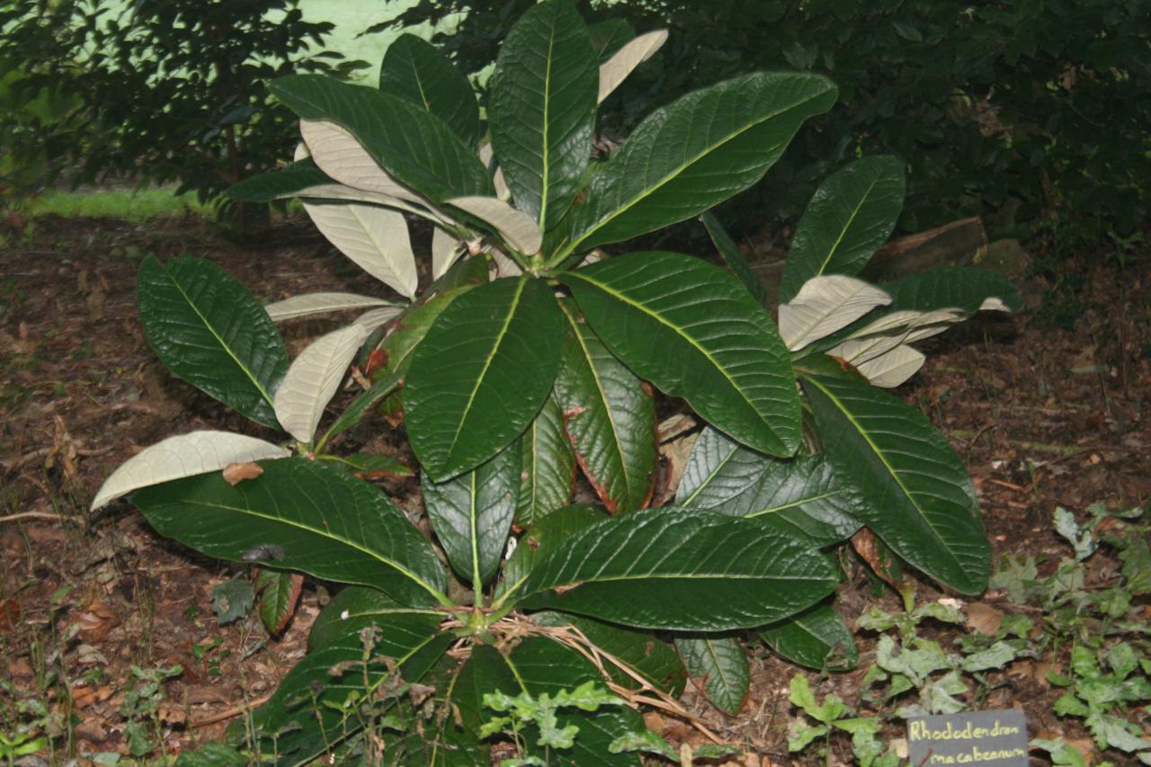 Rhododendron macabeanum