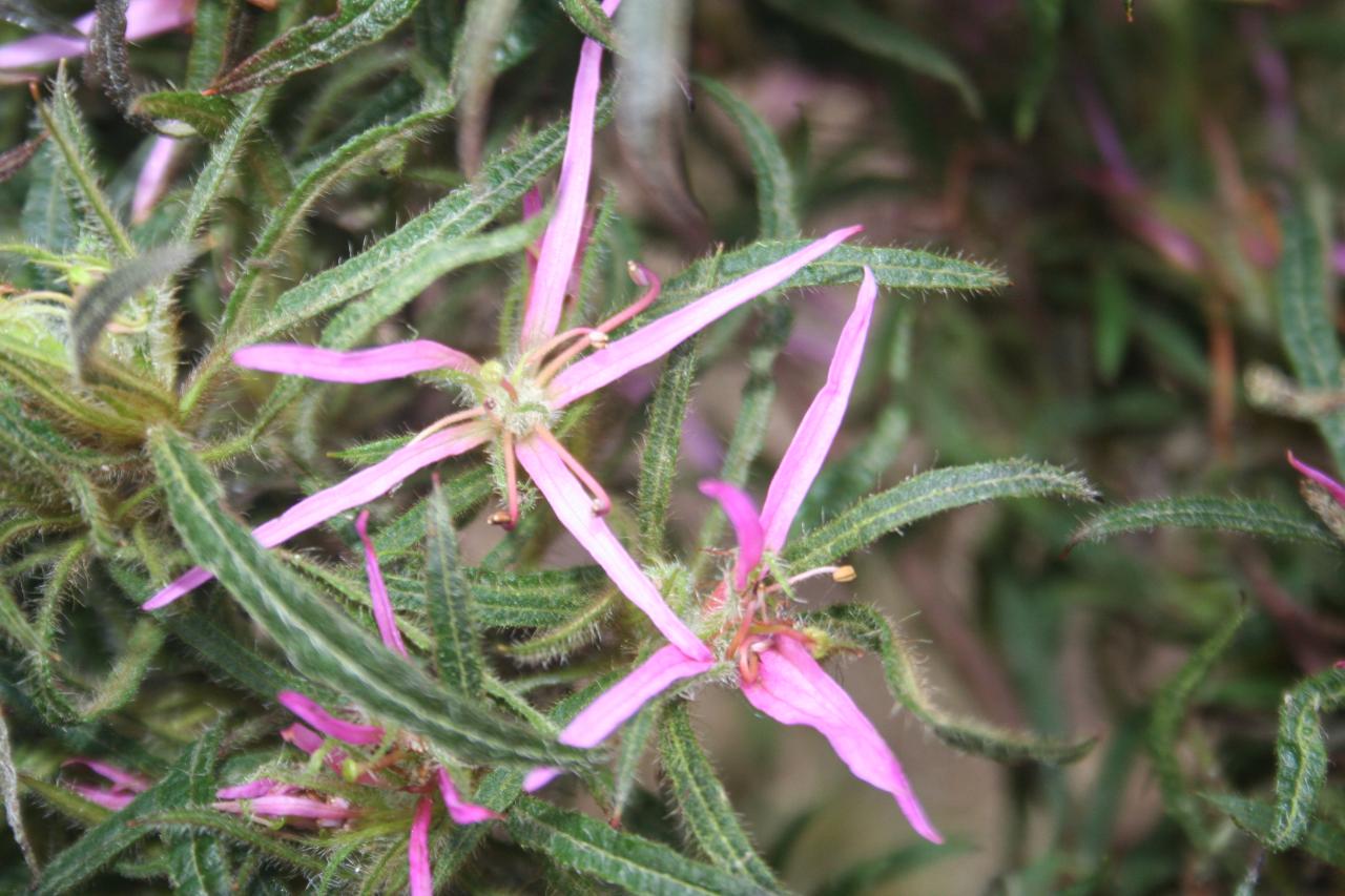 Rhododendron macrosepalum 'Linearifolium'