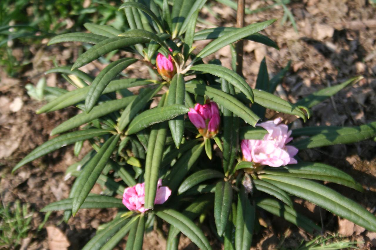 Rhododendron makinoi 'Fuji-kaku-no-matsu'-3-